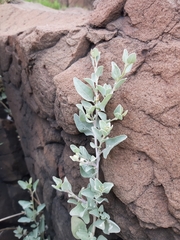 Atriplex maximowicziana
