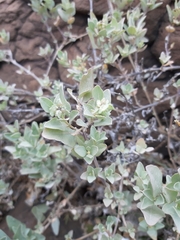Atriplex maximowicziana