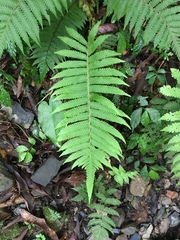 Sphaerostephanos taiwanensis