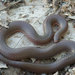 Midwestern Wormsnake - Photo (c) John Sullivan, some rights reserved (CC BY-NC), uploaded by John Sullivan