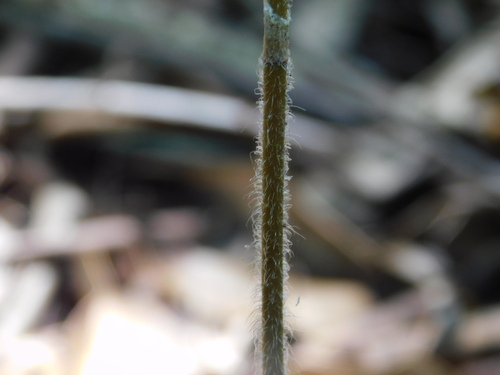Image of Zeuxine gracilis by (c) Ganjar Cahyadi, some rights reserved (CC BY)