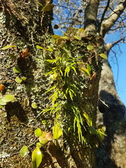 Asplenium flaccidum flaccidum