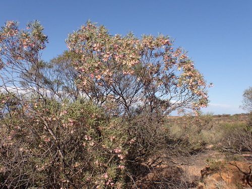 Eremophila platycalyx, photograph 2