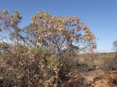 Eremophila platycalyx, photograph (c) Nina Kerr, some rights reserved (CC BY)