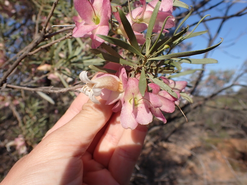 Eremophila platycalyx, photograph 1