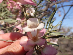 Eremophila platycalyx