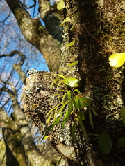 Asplenium flaccidum flaccidum