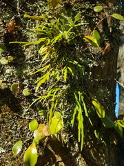 Asplenium flaccidum flaccidum