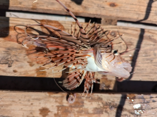 Dragon's beard fish (Pterois lunulata) — Scorpaenidae — 3