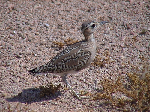 Burchell's Courser (Cursorius rufus), photo 8