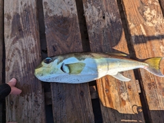 Half-Smooth Golden Pufferfish photo 2