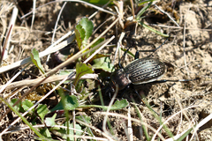 Carabus ulrichii