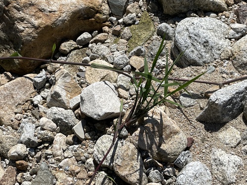 Image of Phragmites japonicus by (c) Jane Charlen, some rights reserved (CC BY)