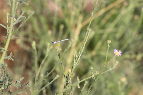 Psilactis asteroides