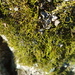 Papillaria crocea - Photo (c) urutischool, some rights reserved (CC BY-NC), uploaded by urutischool