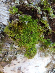 Leptostomum macrocarpum