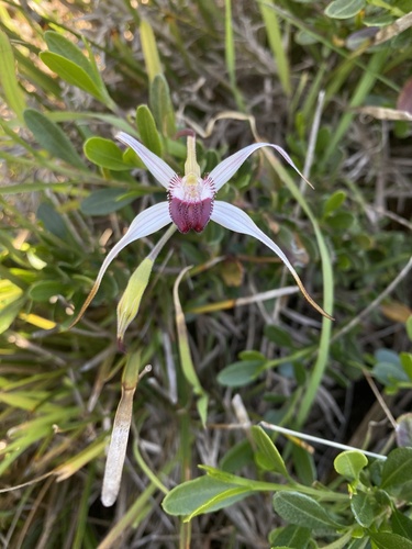 Image of Caladenia nivalis by (c) John Van Den Nouwelant, some rights reserved (CC BY)