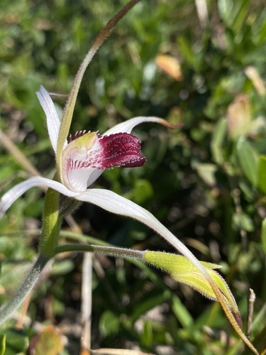 Image of Caladenia nivalis by (c) John Van Den Nouwelant, some rights reserved (CC BY)