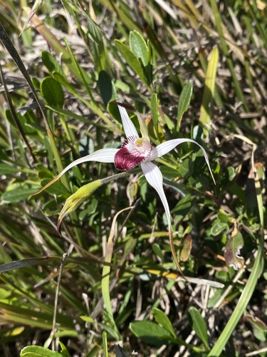 Image of Caladenia nivalis by (c) John Van Den Nouwelant, some rights reserved (CC BY)