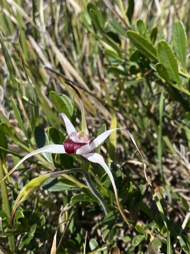 Image of Caladenia nivalis by (c) John Van Den Nouwelant, some rights reserved (CC BY)