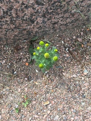 Matricaria discoidea