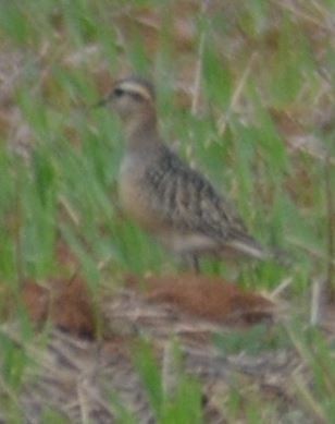 Eurasian Dotterel