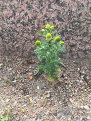 Matricaria discoidea