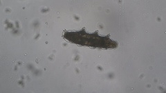 Eutardigrada