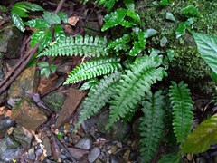 Hymenasplenium apogamum
