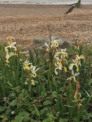 Iris orientalis