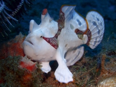 Antennarius maculatus