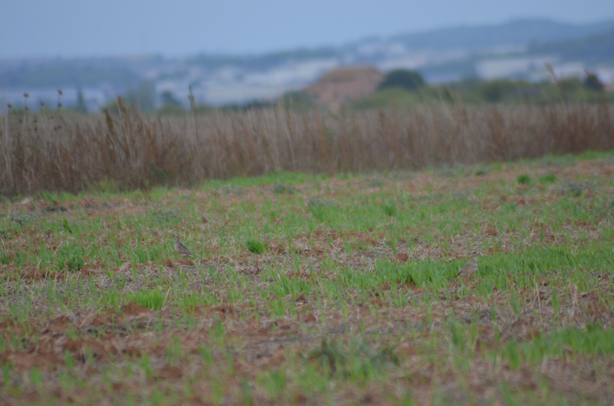 Eurasian Dotterel