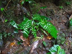 Bolbitis appendiculata