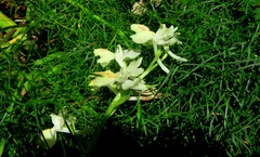Orchis provincialis