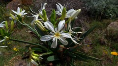 Pancratium illyricum