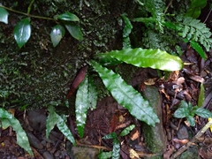 Leptochilus hemionitideus