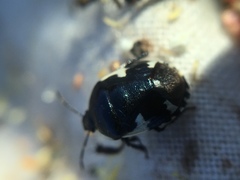 Tritomegas sexmaculatus