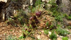 Ptilostemon casabonae