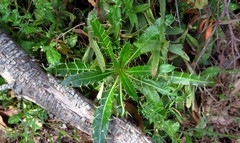 Ptilostemon casabonae
