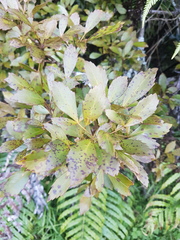 Pseudopanax discolor