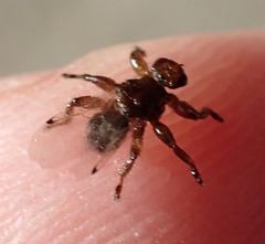 Lipoptena depressa