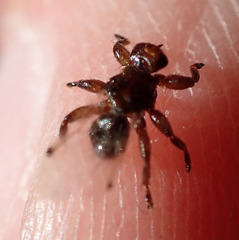Lipoptena depressa