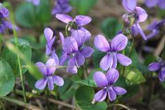 Viola uliginosa