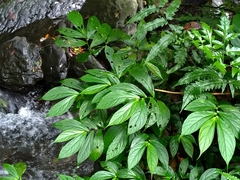 Elatostema platyphyllum