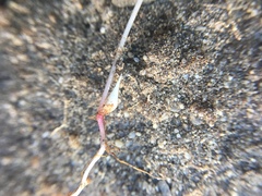 Oxalis pusilla