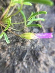Oxalis pusilla