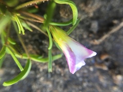 Oxalis pusilla
