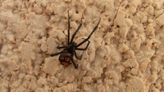 Latrodectus tredecimguttatus