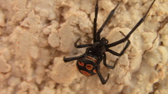 Latrodectus tredecimguttatus