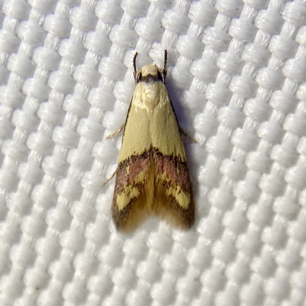 Hemibela gnomica
